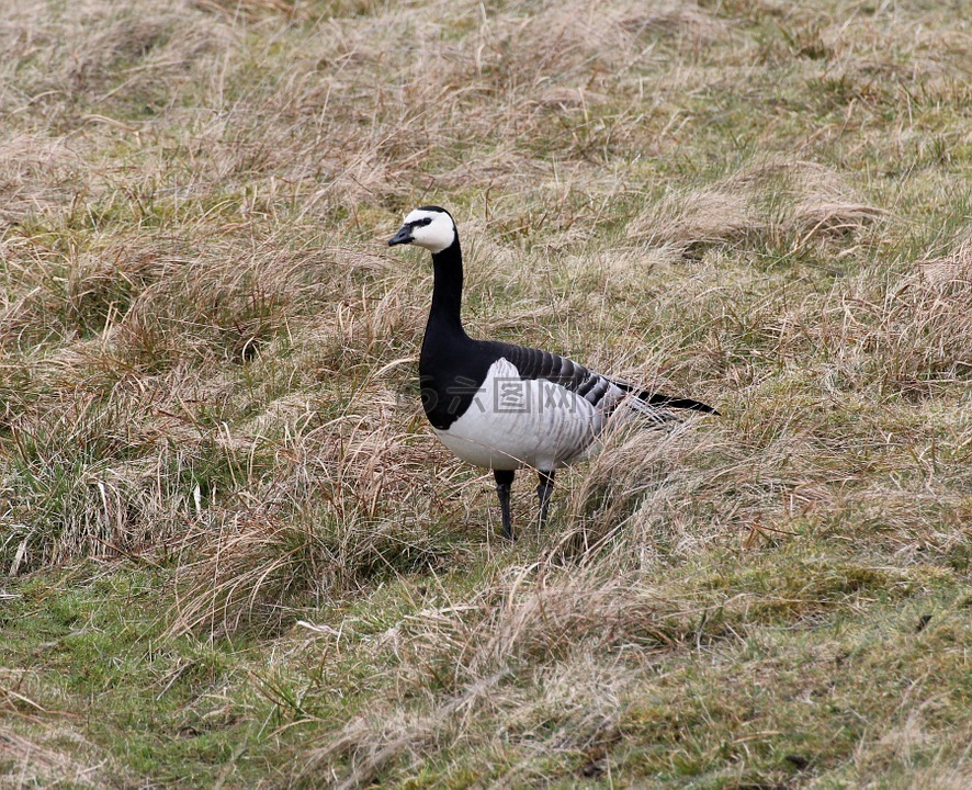 白额黑雁,鹅,branta leucopsis