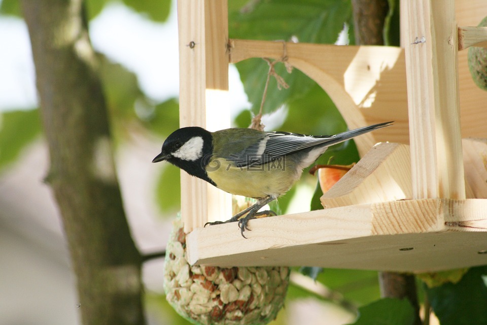 山雀,parus 主要,鸣鸟