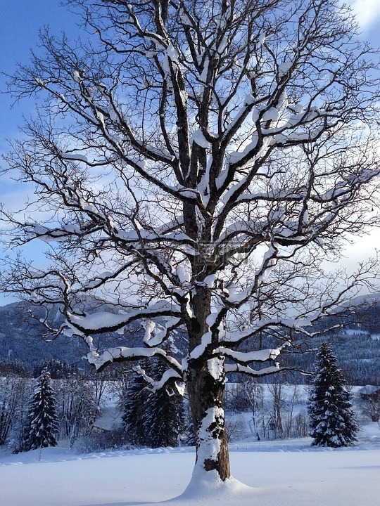 树,雪,冬天