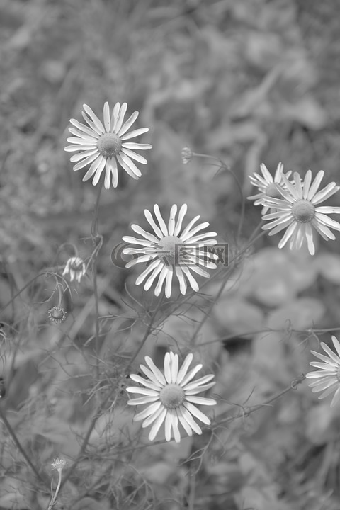 雏菊,黑白照片,上一页