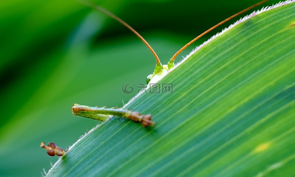 蚱蜢,金钟,绿色