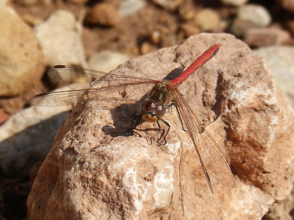 蜻蜓,赤蜻属striolatum,红蜻蜓