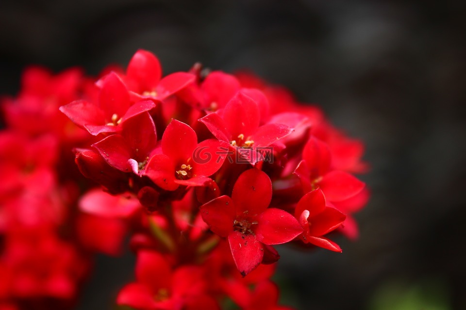 红色花系植物图片