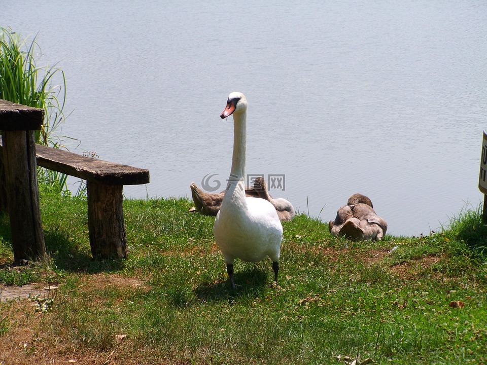 白天鹅,水禽,动物