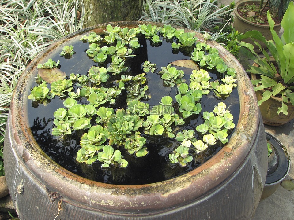 植物,植被,水缸