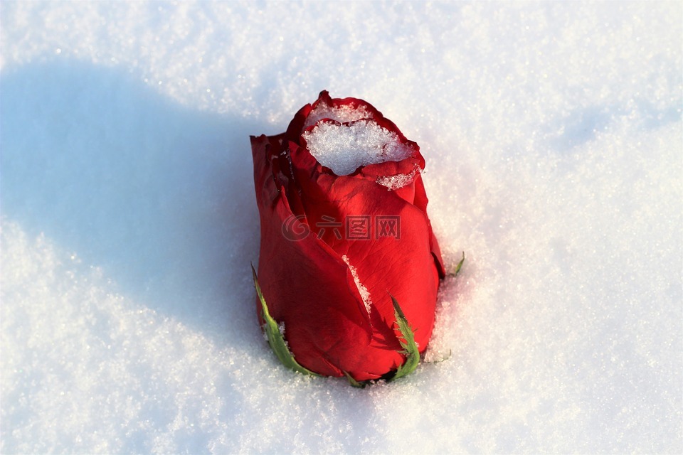 红色玫瑰雪复盖着,爱情符号,冬天
