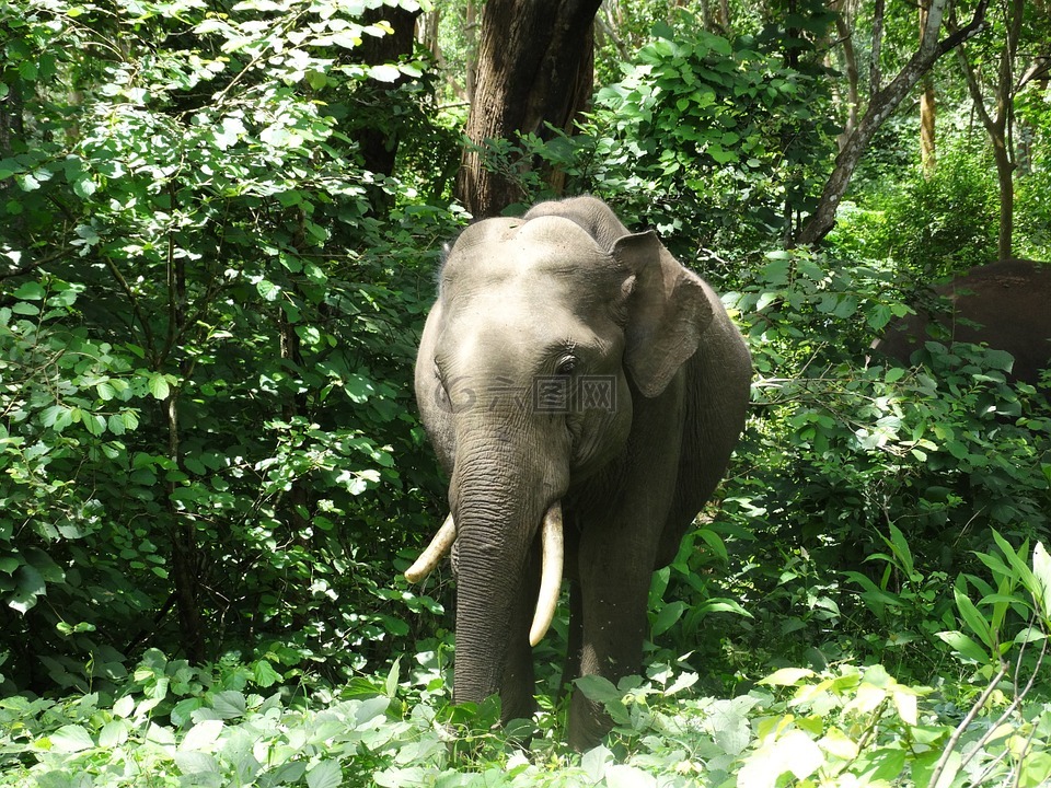 印度大象,大象,丛林