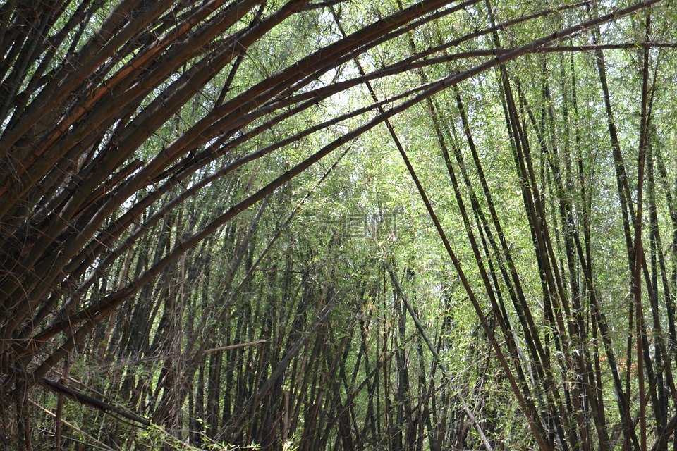 自然,公园,竹