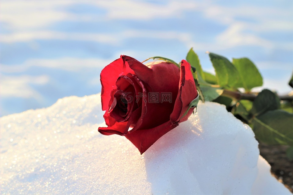 冻结在雪中红色的玫瑰,爱情符号,冬天