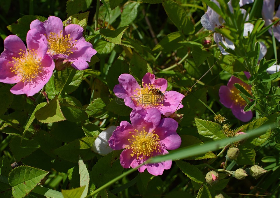 野玫瑰与大黄蜂,野花,花