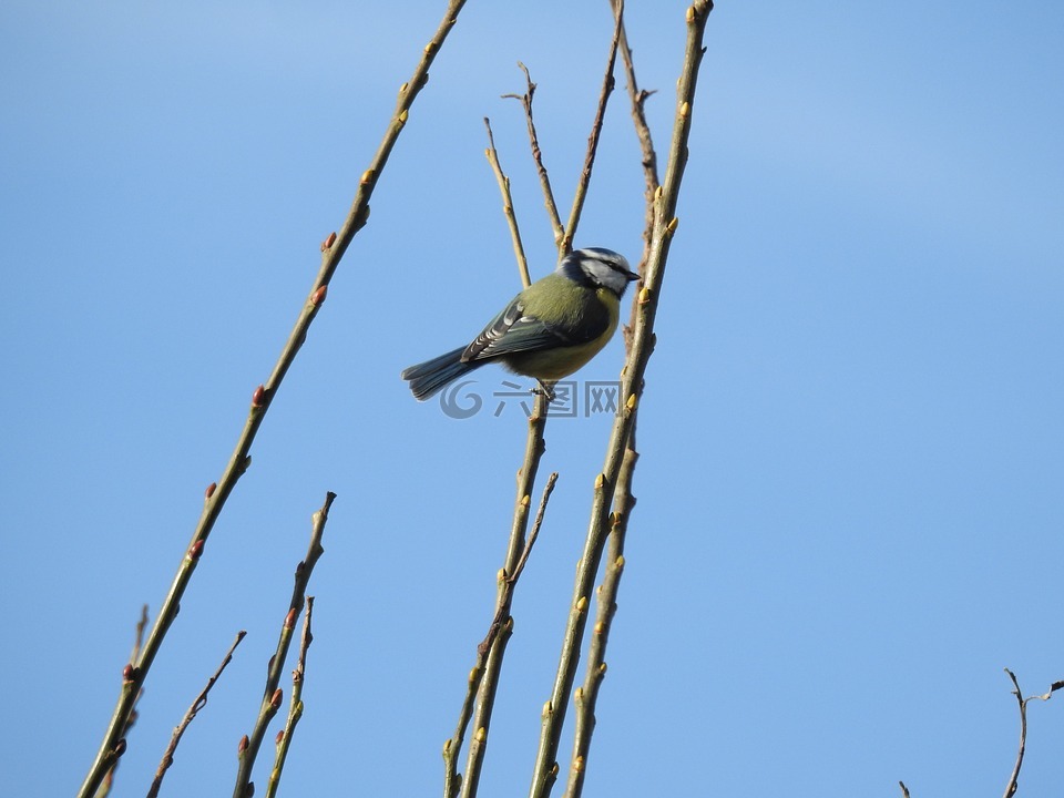 鸟在枝头,鸟,春天里的小鸟