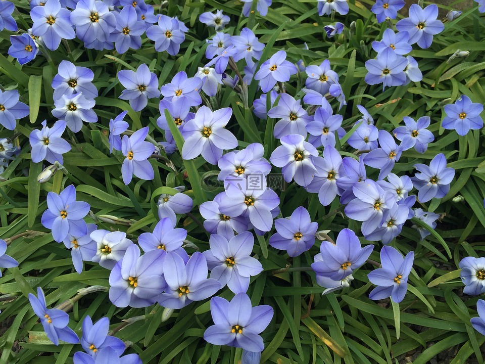 星花,蓝色,春