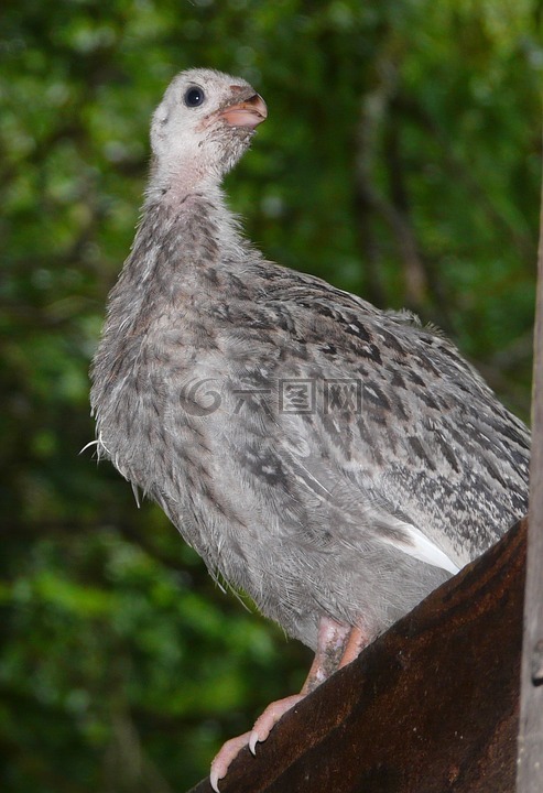 几内亚keet,珍珠鸡,guineahen