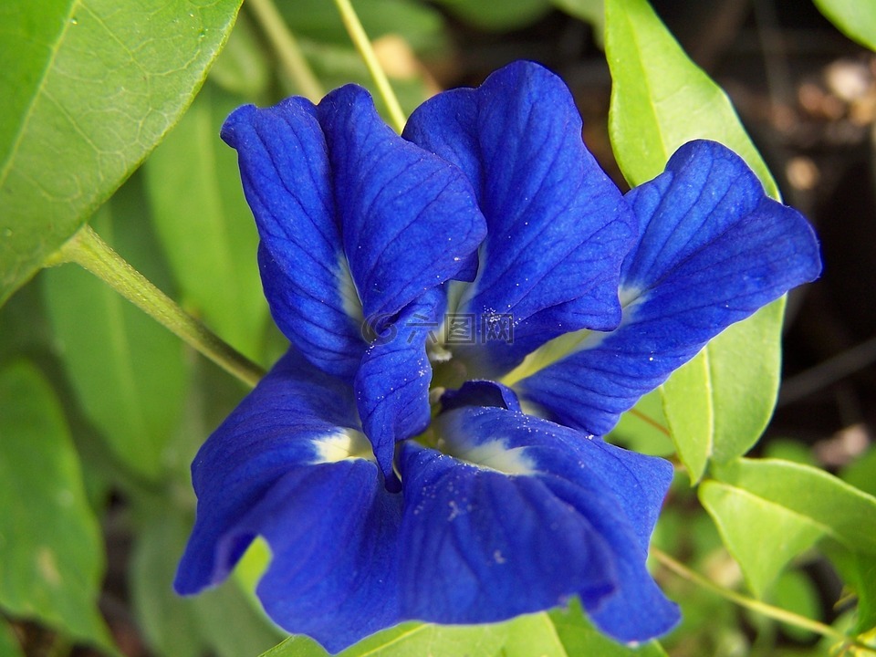 clitoria,花,tropicale