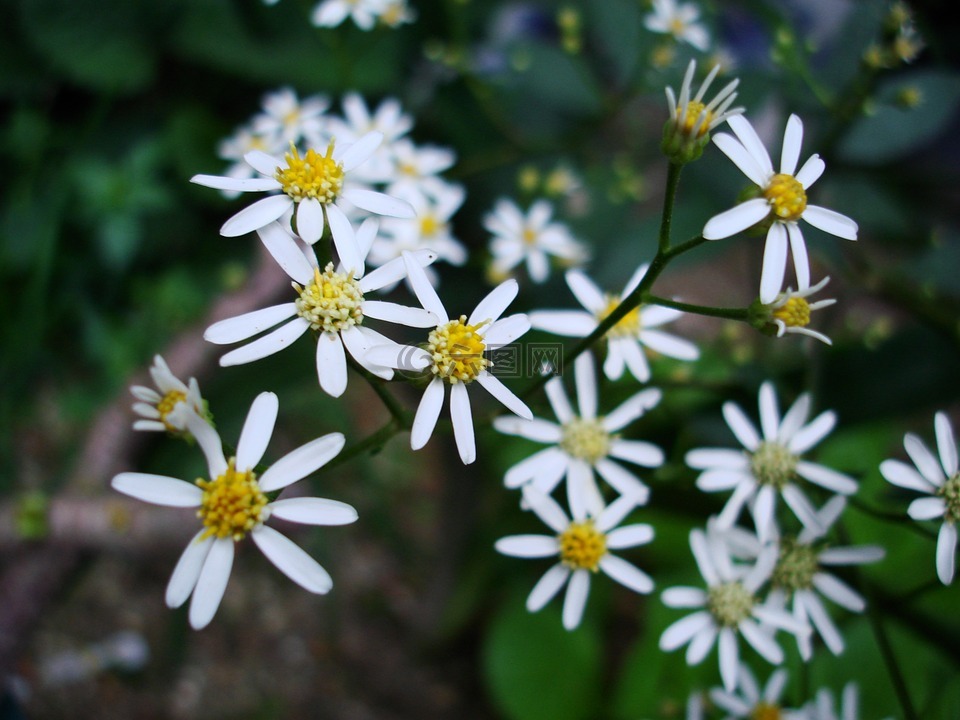 白色,鲜花,春天