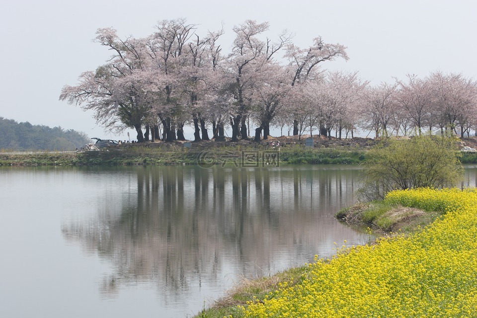 南中国海,樱桃花,草原