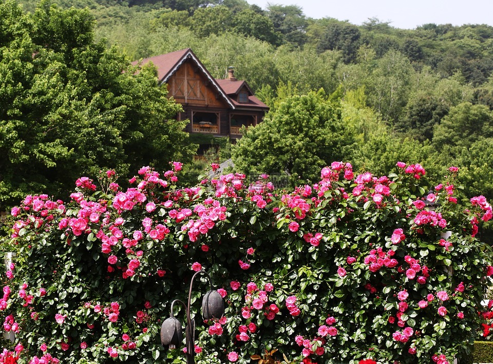 玫瑰,树林里的家,春天