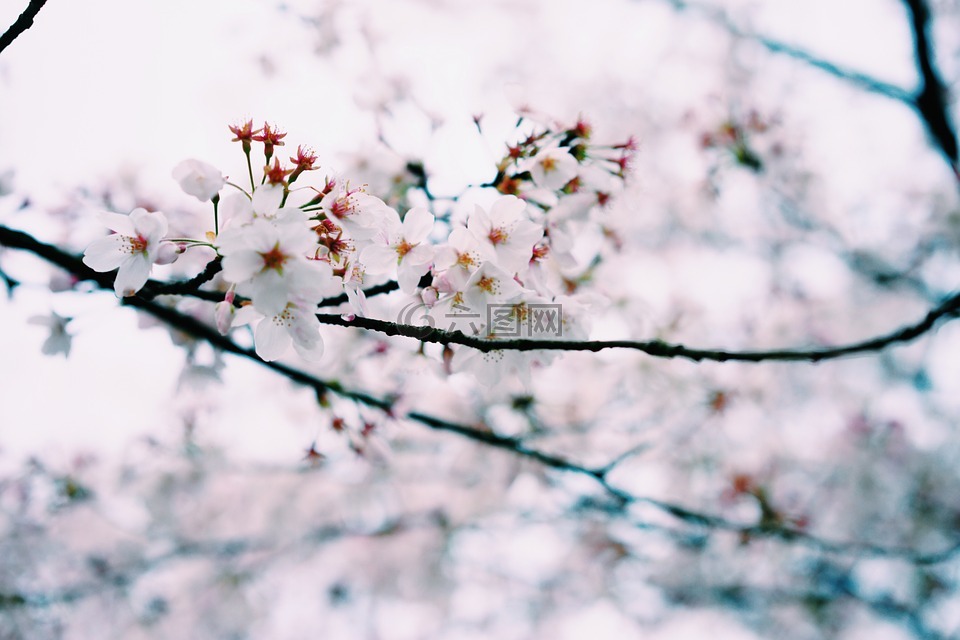 小清新,春天,樱花