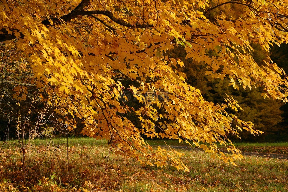 秋天一棵树,出现,秋季