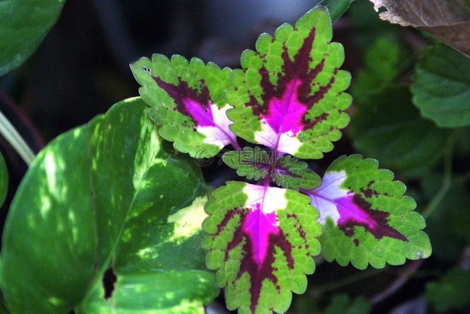 锦紫苏,植物,性质