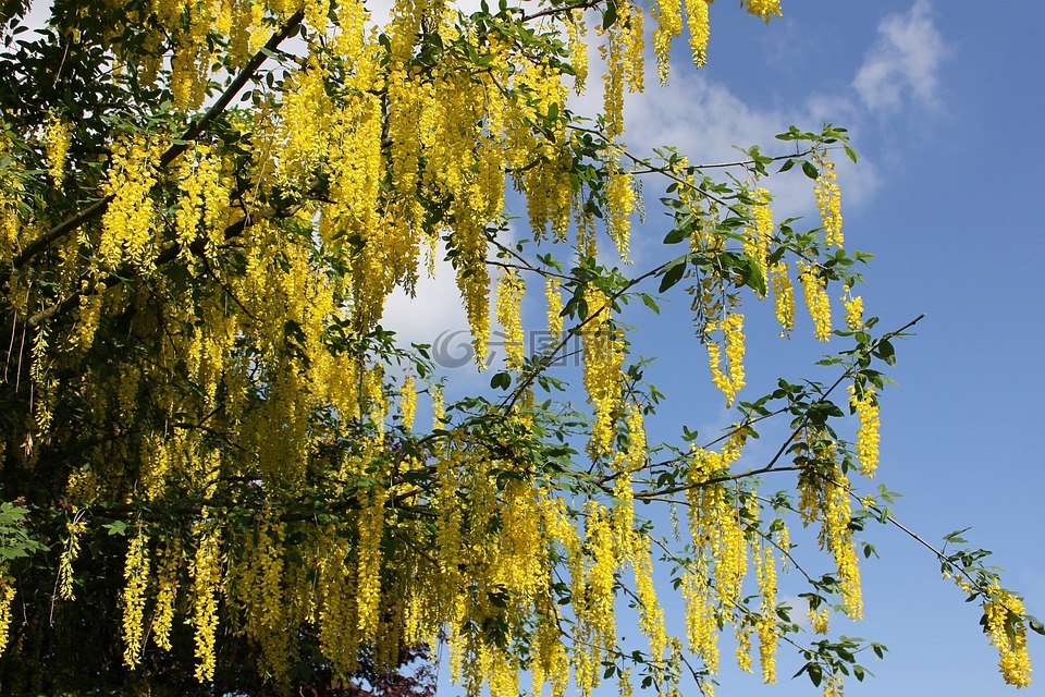 金链花,树,春天