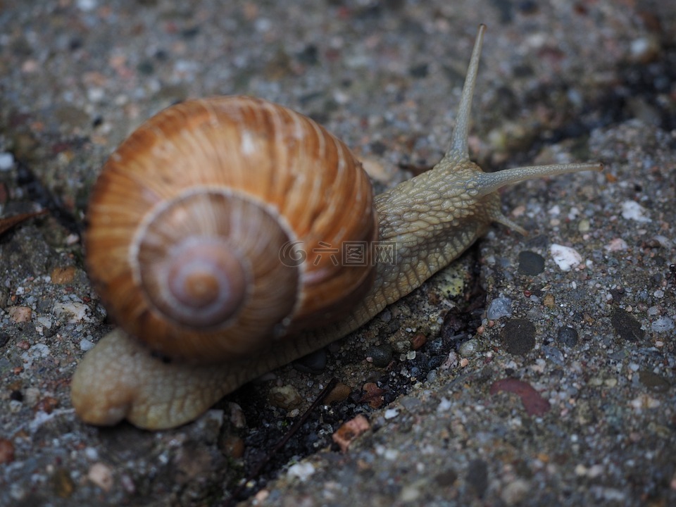 蜗牛,壳,探头