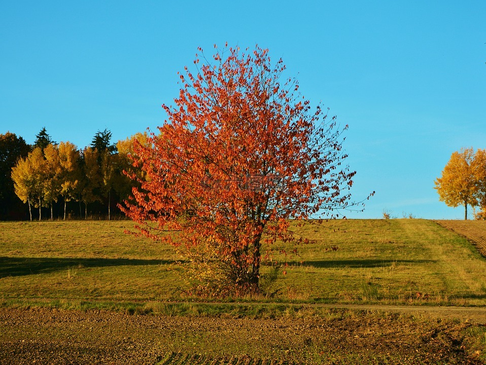 秋天一棵树,秋季,景观