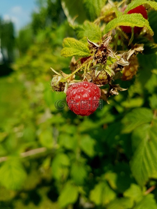 树莓,红色,性质