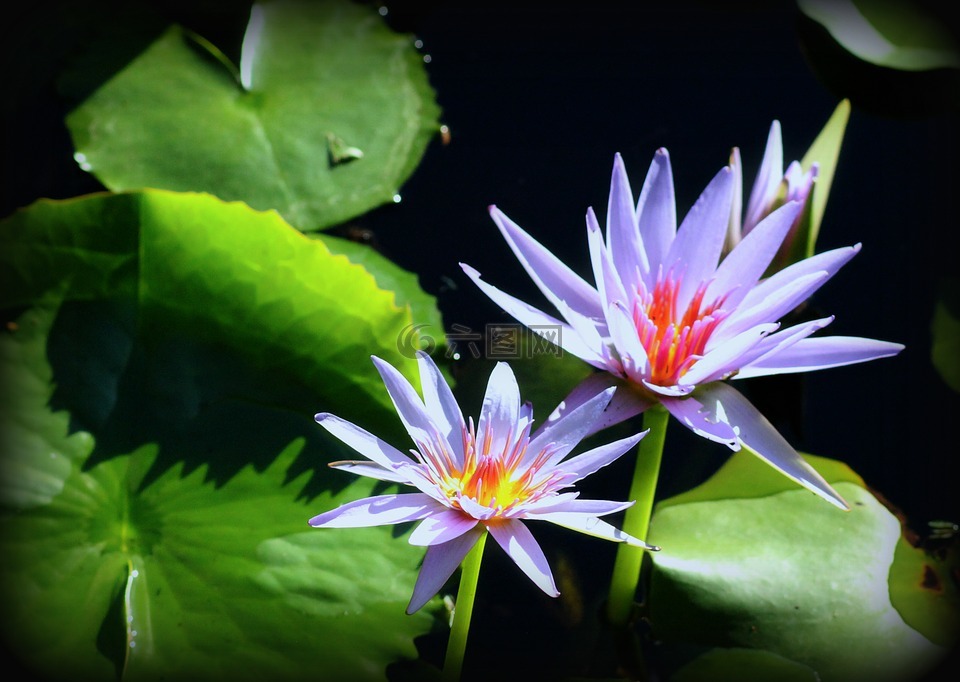 睡蓮,花,花園