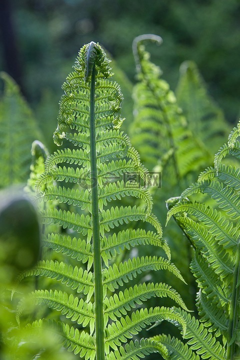 蕨,鸵鸟蕨类植物,tricholomopsis rutilans