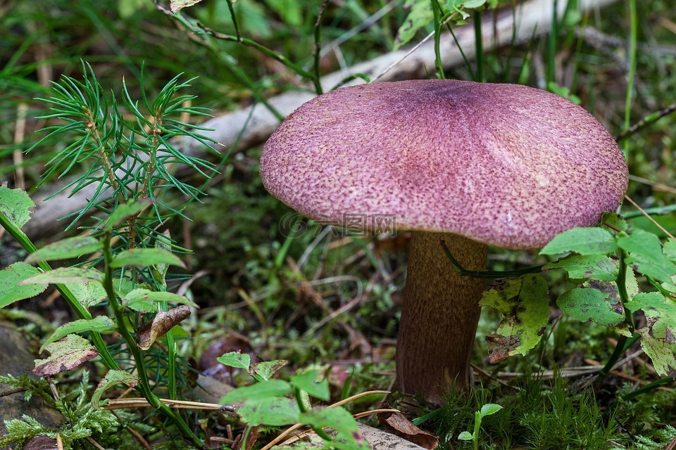 prickmusseron,tricholomopsis rutilans,蘑菇