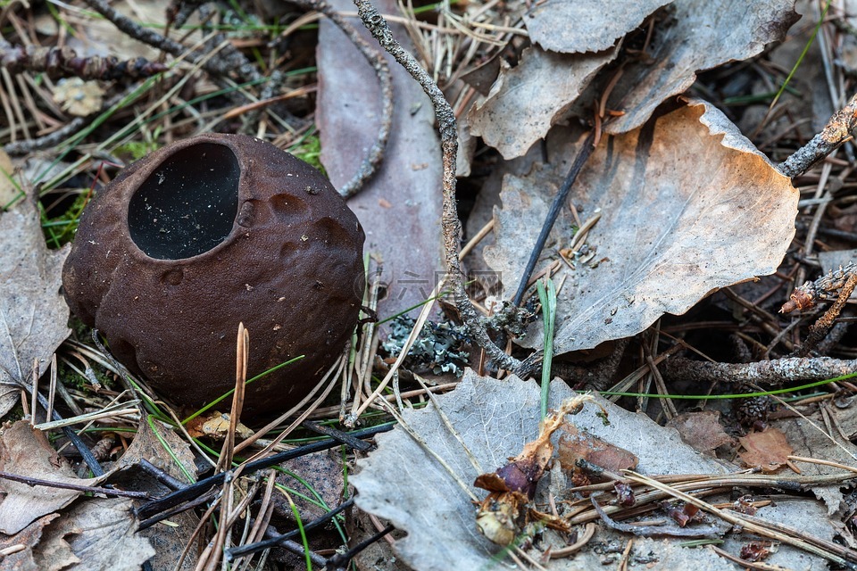 炸弹虚假羊肚菌,sarcosoma 球毛壳菌,罕见的蘑菇
