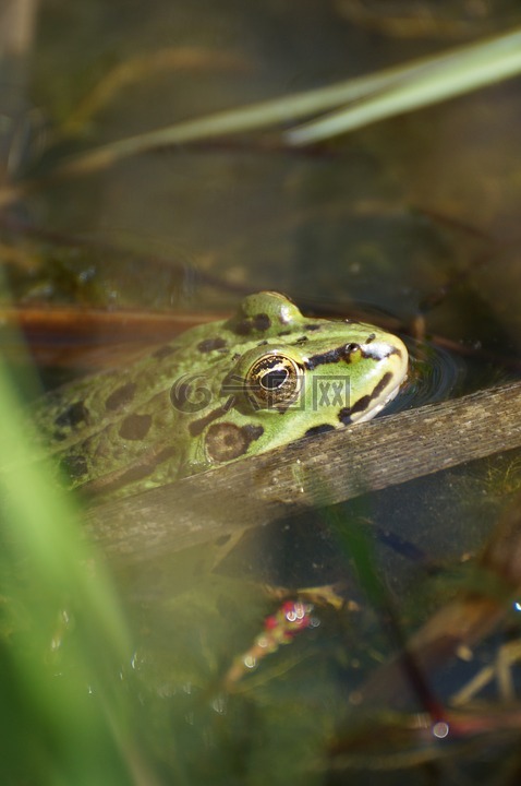 青蛙,池塘,蟾蜍