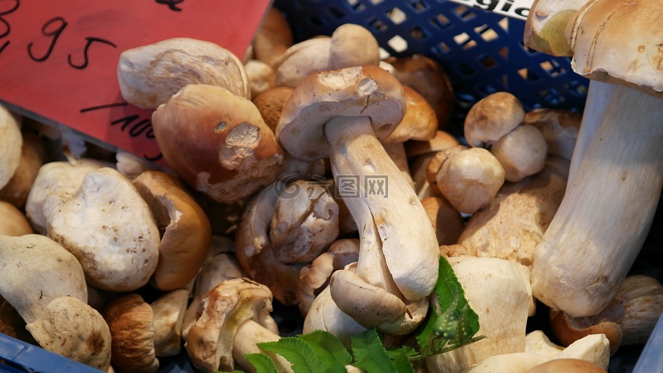 常见的蘑菇,牛肝菌,蘑菇