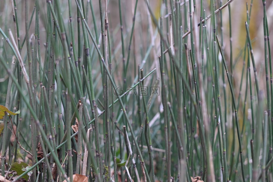 马尾,冬天马尾,木贼 hyemale