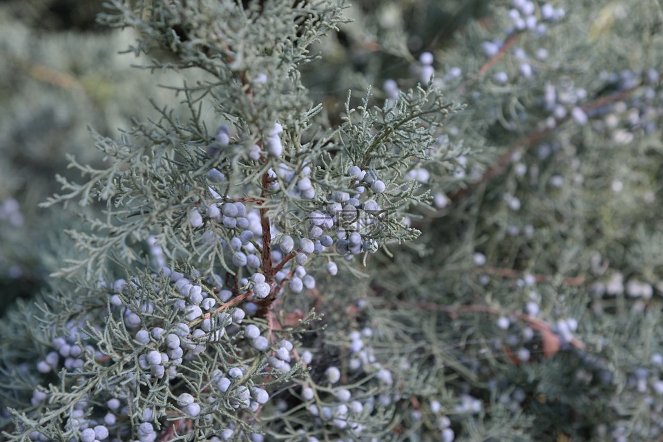 莓果,杜松,植物