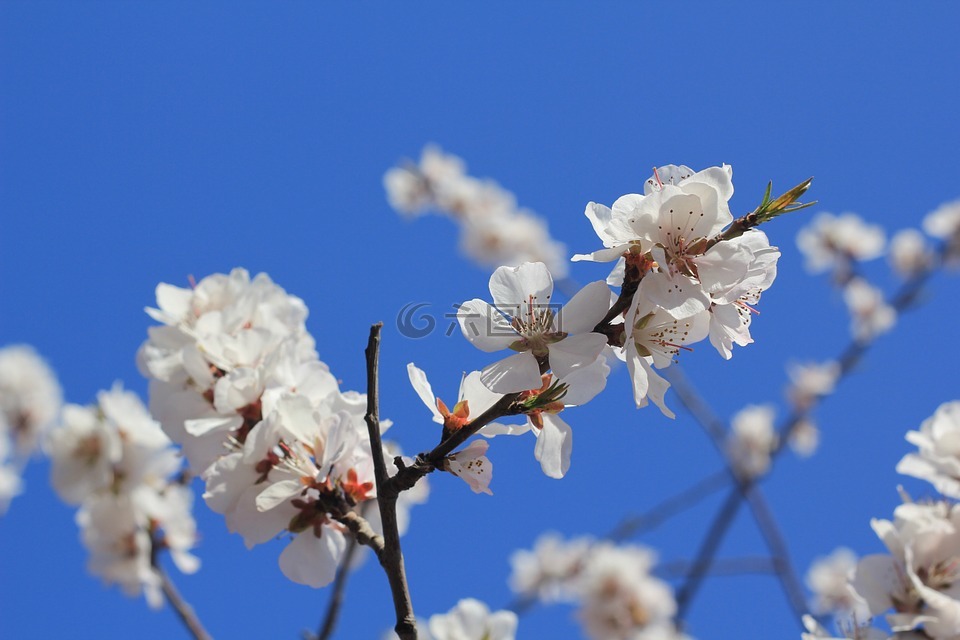 天津红桥,桃花,桃花堤