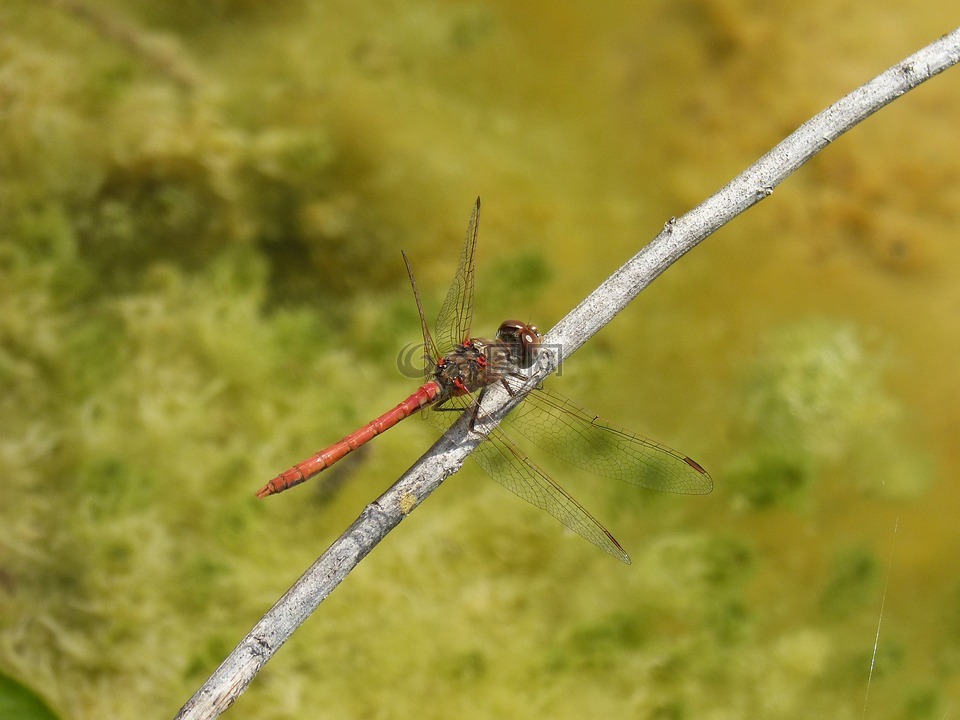 蜻蜓,赤蜻属striolatum,红蜻蜓
