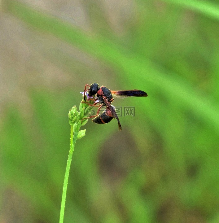 黄蜂,梅森黄蜂,红色和黑色的梅森黄蜂