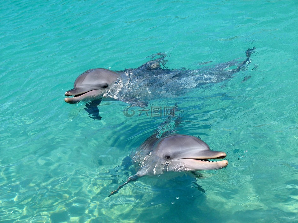 海豚,水,好玩