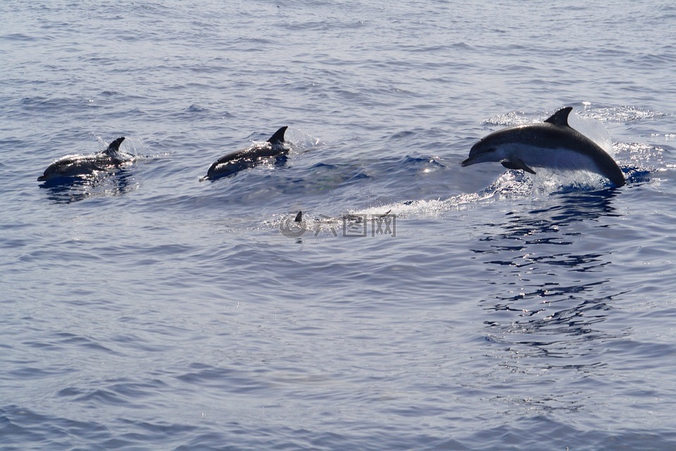 海豚,meeresbewohner,海洋哺乳动物