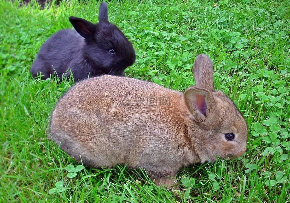 兔子,迷人的,草坪