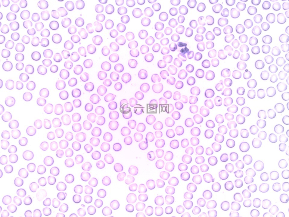 血液,嗜中性白细胞,分段的中性粒细胞