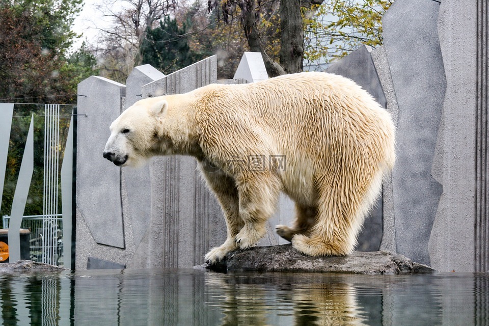北极熊,动物园美泉,熊