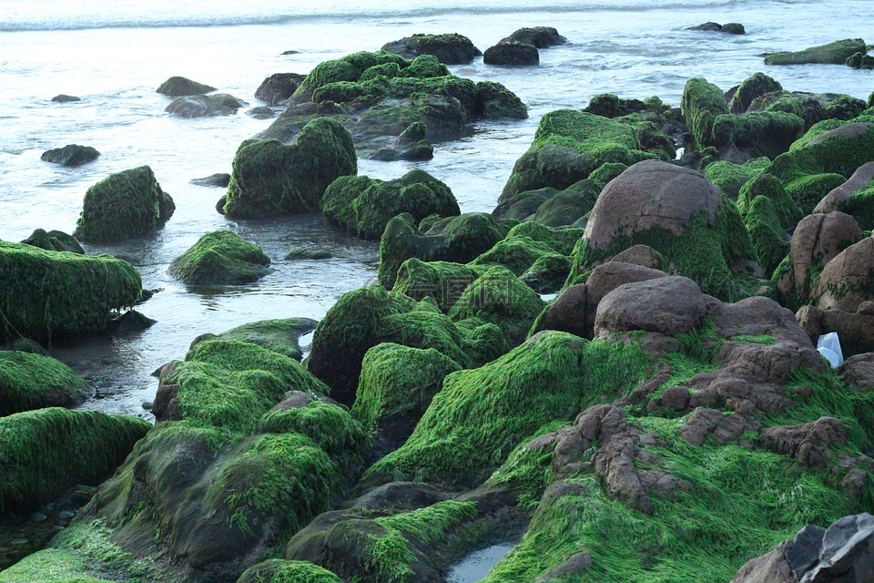 海滩,岩,青苔