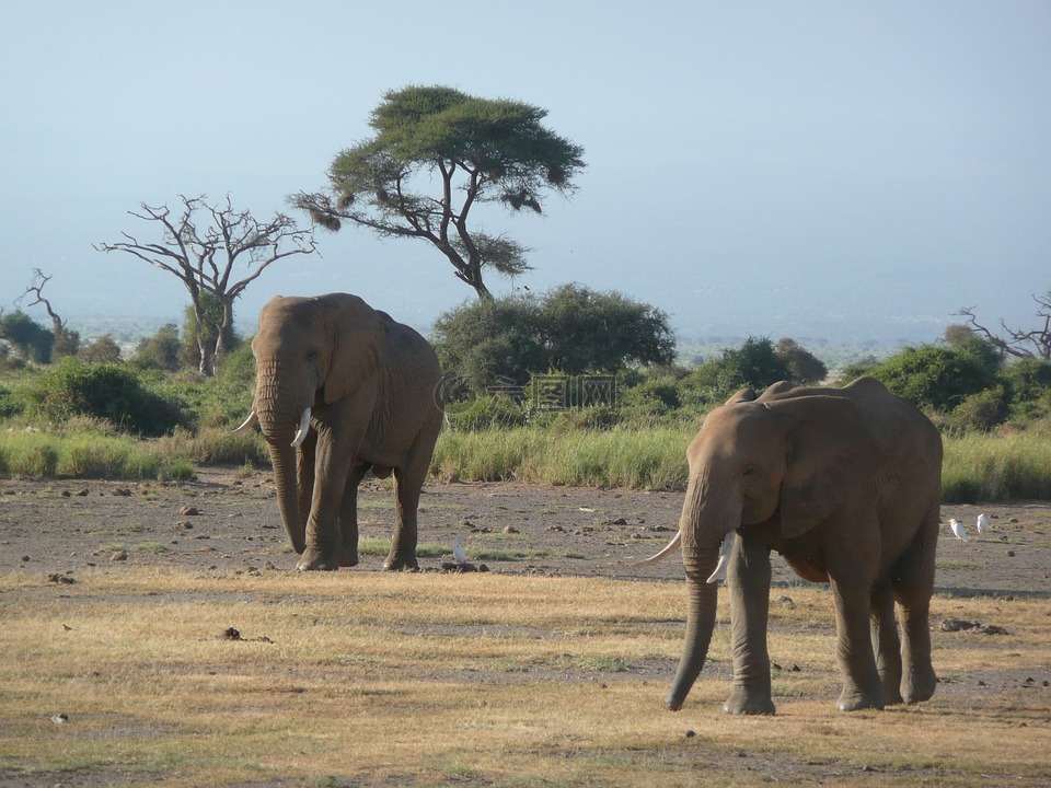 大象,朋友,肯尼亚