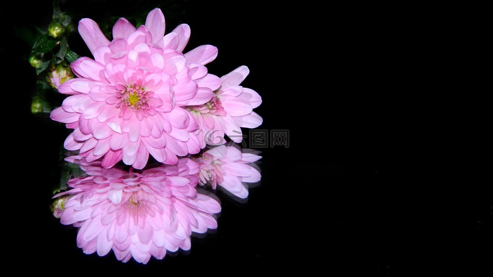 chrizantéma,花,黑色背景