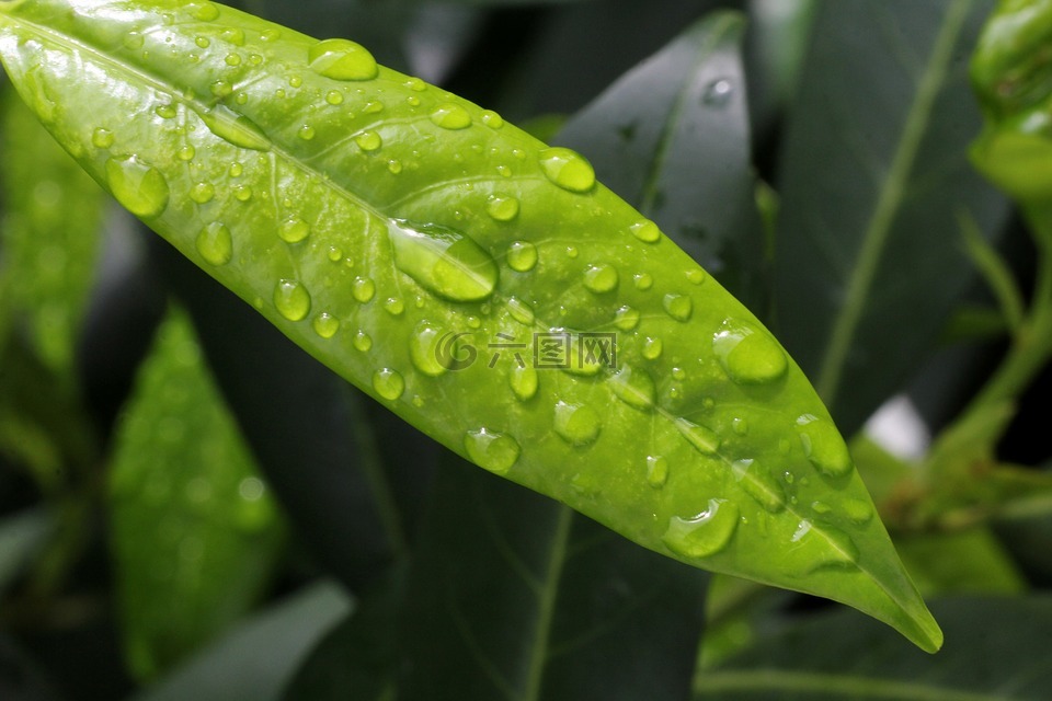 樱桃月桂树,雨滴,绿色