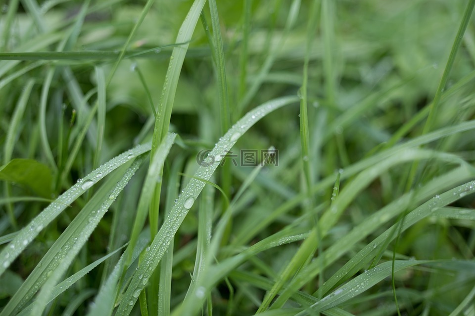 草,湿,冷