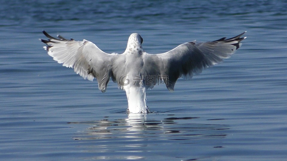 海鸥,波罗的海鸥,翼